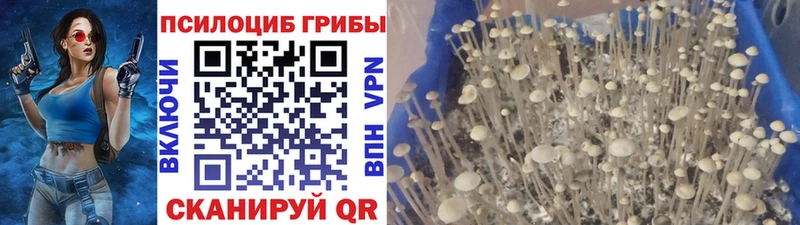Псилоцибиновые грибы Magic Shrooms  цены   Вятские Поляны 